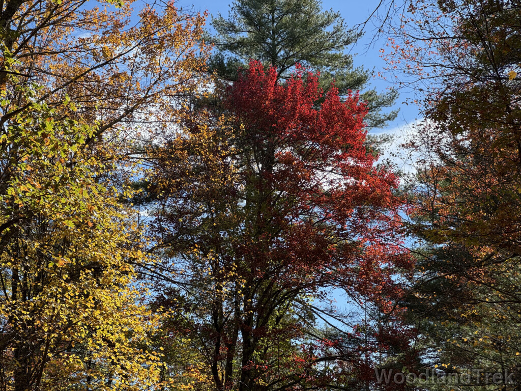 Autumn forest scene with a variety of colors centered on bright red foliage