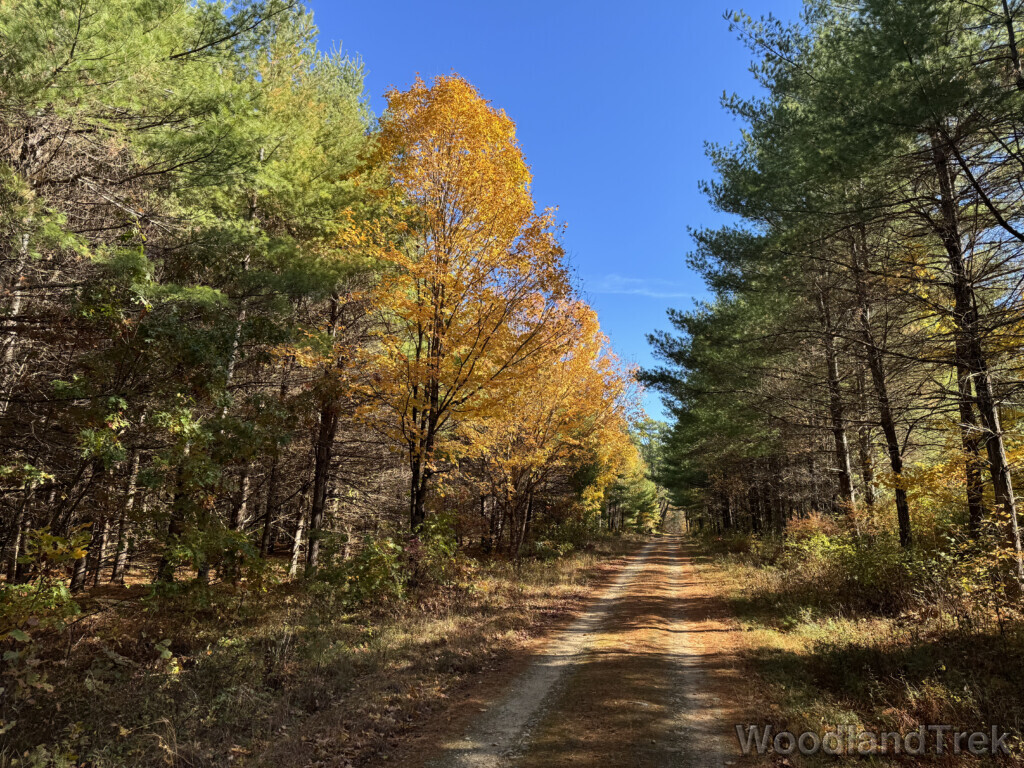 Maple trees with bright yellow leaves along a rural forest road under a crisp blue sky