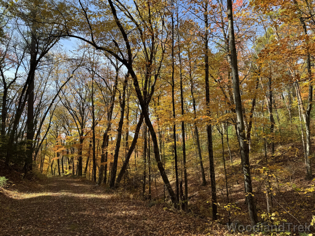 Forest road flanked by vibrant fall foliage