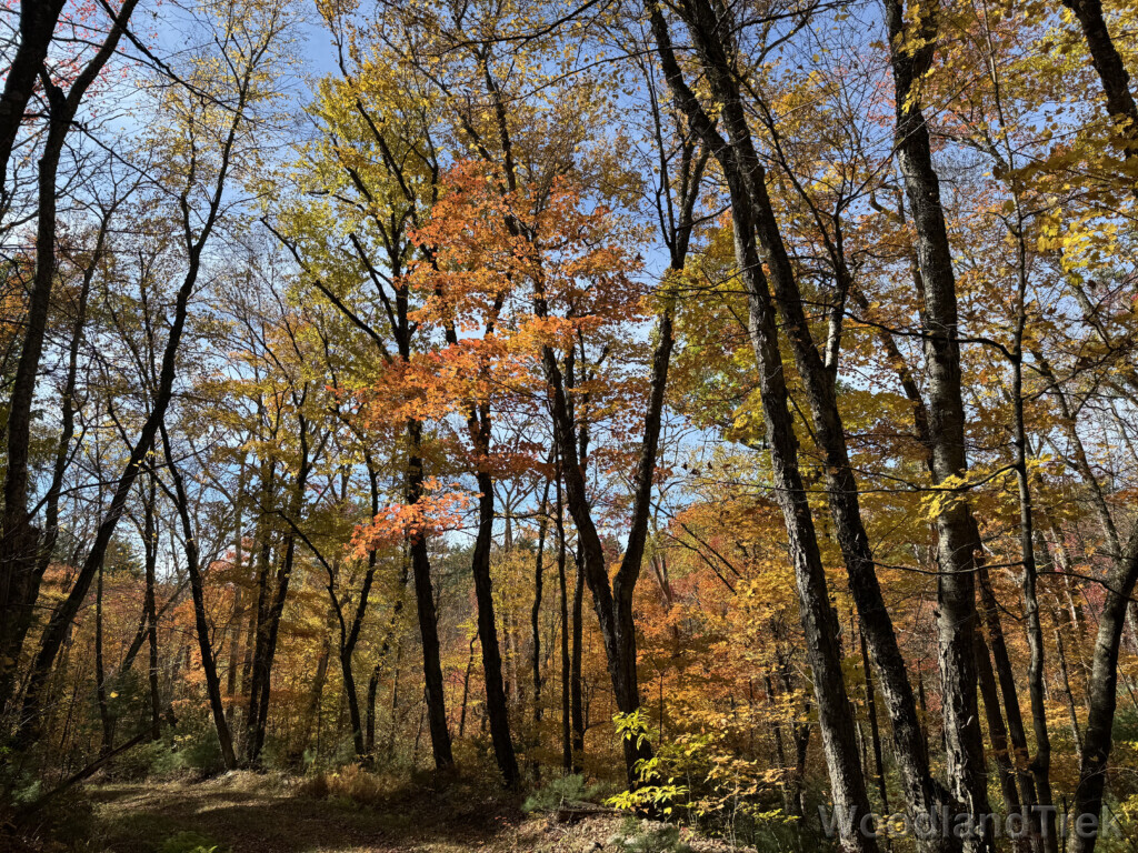 Forest road surrounded by vibrant yellow and orange fall foliage under a clear blue sky