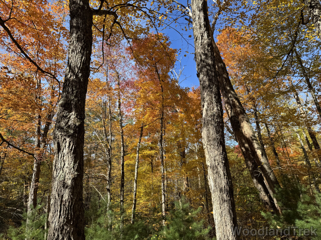 Maple trees with vibrant yellow and orange fall foliage