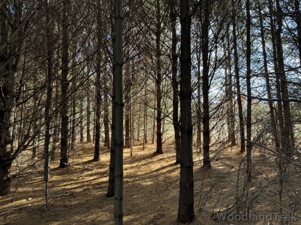 Dense stand of small white pine trees with forest floor covered in pine needles