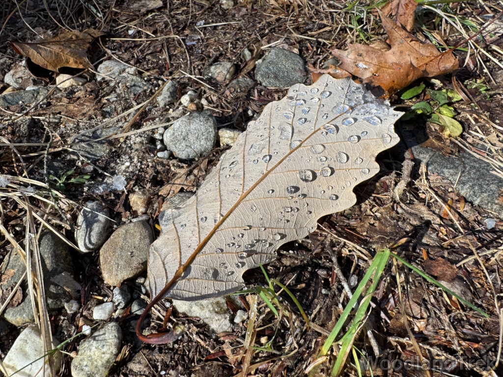 Chestnut oak leaf on the ground with pristine water droplets